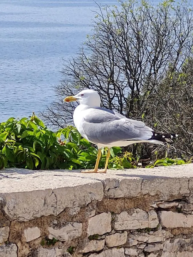 Ferienhaus Villa Marein Poreč